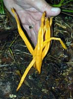 This very large coral is so wide that it appears like a yellow ribbon. 